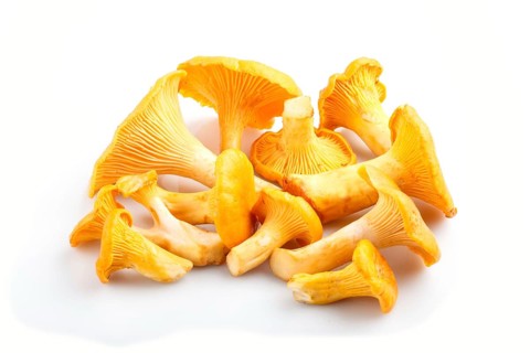 Bunch of chanterelle mushrooms isolated on white background. side view, close up