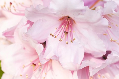 Rhododendron (azalea) flowers of various colors in the spring garden. Closeup. Blurred background