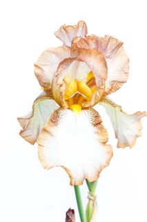 Beautiful multicolored iris flower isolated in white. Close up