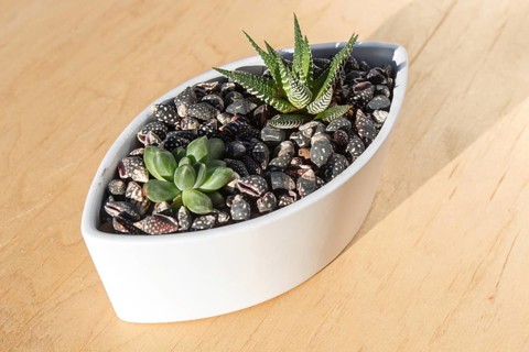 Small succulents in a ceramic pot on a wooden background