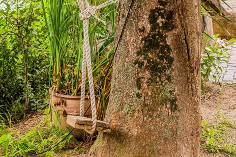 Rope swing tide to tree trunk with green plants in background in South Korea