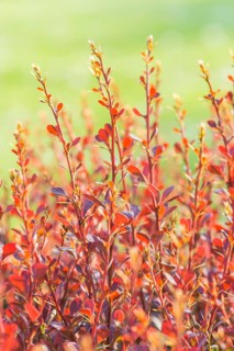 Red barberry branch in the botanical garden in spring