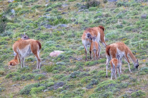 Guanaco (Llama guanicoe), Huanaco, group with young animals, Torres del Paine National Park,