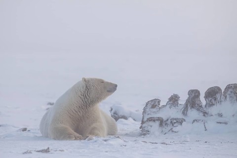Polar bear (Ursus maritimus), lying on whalebone, Kaktovik, Arctic National Wildlife Refuge,