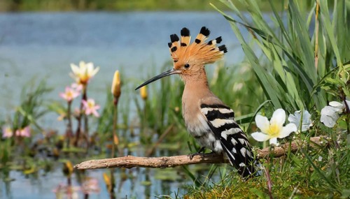 KI generated, animal, animals, bird, birds, biotope, habitat, a, individual, water, reeds, water