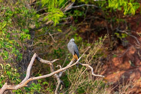 Stilt Buzzard (Geranospiza caerulescens) Pantanal Brazil
