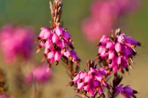 Winter Heath or Alpine Heath (Erica Carnea) in the alps near Lenggries, Bavaria, Germany, Europe