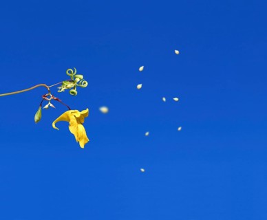 Touch-me-not (Impatiens noli-tangere) exploding, popping, spreading seed corns, seed dispersal