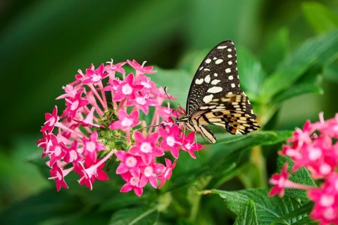 Lime butterfly (Papilio demoleus) sitting on a flower, Germany, Europe