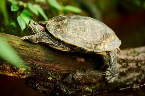 Red-eared slider (Trachemys scripta elegans) on a tree trunk, captive, Germany, Europe