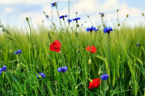 Red poppy flowers (Papaver rhoeas), green barleys (Hordeum vulgare), cornflowers (Centaurea