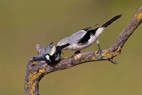 Great Grey Shrike (Lanius excubitor) with clutched Great Tit as prey, Thuringia, Germany, Europe