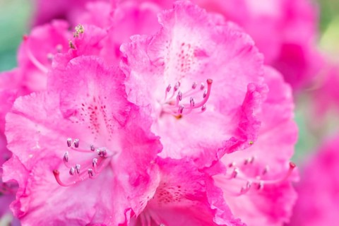 Rhododendron (azalea) flowers of various colors in the spring garden. Closeup. Blurred background
