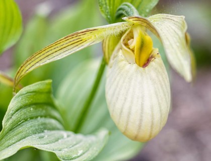Beautiful orchids of different colors on green background in the garden. Lady's-slipper hybrids.