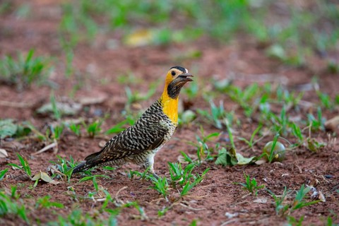 Pileated campo flicker (Colaptes campestris) Pantanal Brazil
