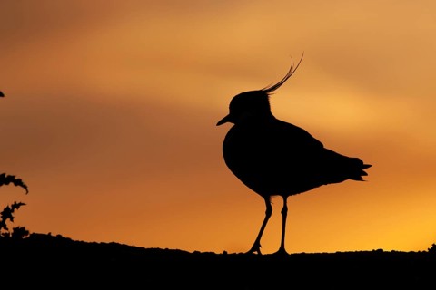 Northern lapwing (Vanellus vanellus) adult bird silhouetted on a ridge at sunset, England, United