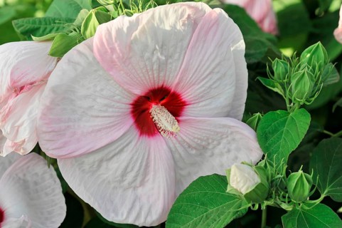 Flowering Hibiscus cultivar Red Heart (Hibiscus syriacus cultivar Red Heart) Florence, Tuscany,