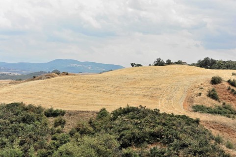 Harvested wheat field, landscape north of Sorano, Tuscany, Italy, Europe