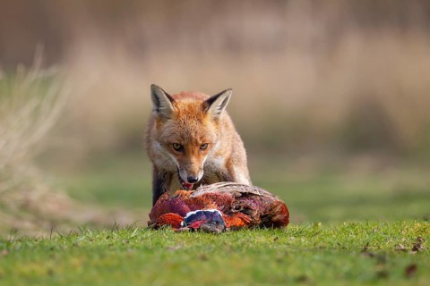 Red fox (Vulpes vulpes) adult animal feeding on a dead Common Pheasant (Phasianus colchicus),