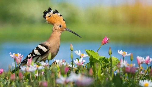 KI generated, animal, animals, bird, birds, biotope, habitat, a, individual, water, reeds, water