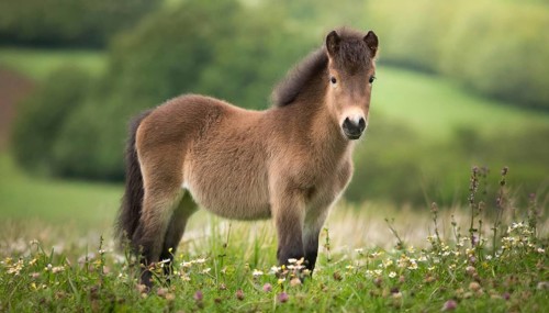 KI generated, animal, animals, mammal, mammals, biotope, habitat, one, individual animal, foraging,