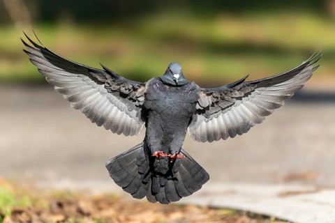 City dove (Columba livia forma domestica) in flight, wildlife, Germany, Europe