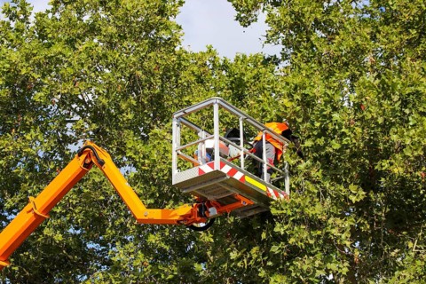 Workers on the work platform pruning or maintaining trees