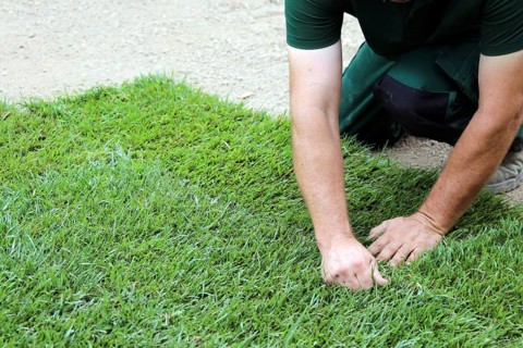 Gardener lays sod