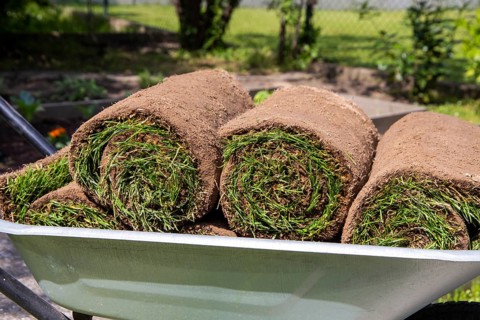 New turf for the garden. The rolls of turf are ready for laying in the wheelbarrow