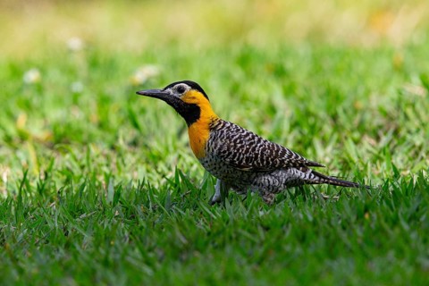 Pileated campo flicker (Colaptes campestris) Pantanal Brazil