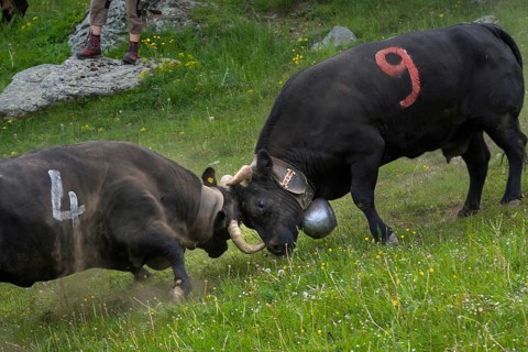 Cow fight of the Herens cows to determine the queen, cow, cattle, alpine pasture, queen, tradition,