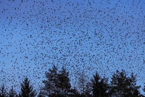 Natural spectacle in the Swabian Alb. Flocks of bramblings (Fringilla montifringilla) spend the