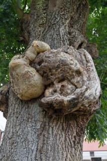 Growths on the trunk of an ash tree (Fraxinus excelsior), Mecklenburg-Western Pomerania, Germany,