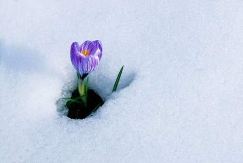 Spring Crocus (Crocus vernus) in the snow, Munich, Bavaria, Germany, Europe
