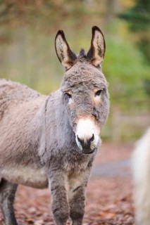 Donkey (Equus africanus asinus), portrait, Bavaria, Germany, Europe