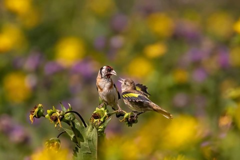 A sparrow sits on a plant with yellow and purple flowers in the background, goldfinch feeds the