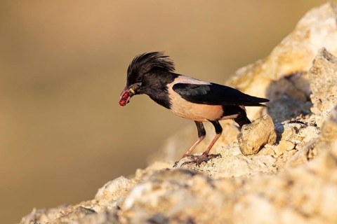Roseate starling (Pastor roseus), adult bird with food, Dobruja, Romania, Europe