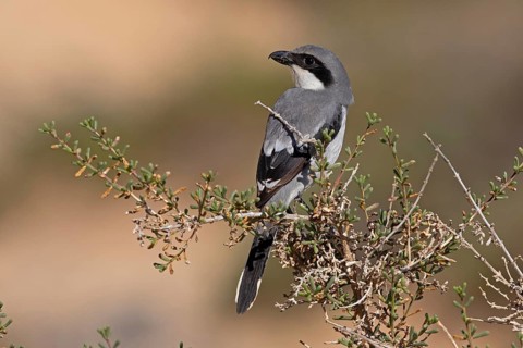Great Grey Shrike (Lanius excubitor koenigi), Fuerteventura, Canary Islands, Spain, Europe
