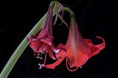 Fading knight's star (Amaryllis) on a black background, Bavaria, Germany, Europe