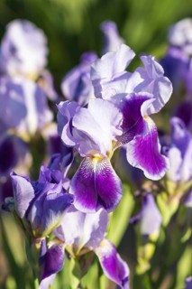 Colorful purple irises in a botanical garden