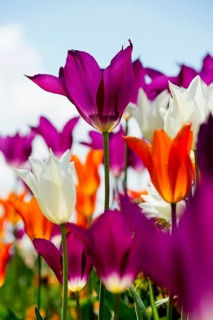 Blooming tulips, lakeside promenade, Ueberlingen, Lake Constance, Baden-Wuerttemberg, Germany,