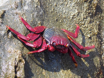 Red rock crab (Grapsus adscensionis) on rock. Puerto de Mogan, Gran Canaria, Spain, Europe