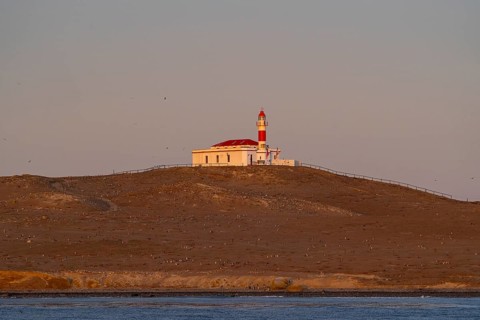 Magellanic penguins (Spheniscus magellanicus) in front of the lighthouse in the Penguin National