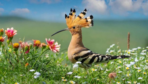 KI generated, animal, animals, bird, birds, biotope, habitat, one, individual, reed, water lilies,