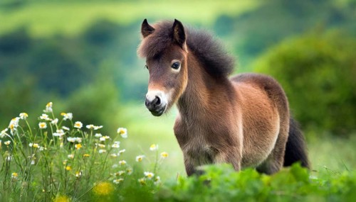 KI generated, animal, animals, mammal, mammals, biotope, habitat, one, individual animal, foraging,