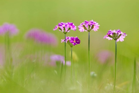 Bird's-eye primrose (Primula Farinosa) on a mountain meadow near Wallgau, Upper Bavaria, Germany,