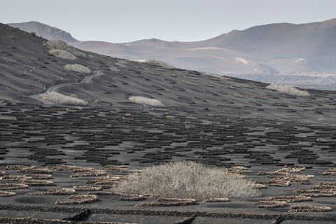 Wine growing in volcanic ash pits protected by dry stone walls, Yaiza, Lanzarote, Canary Islands,