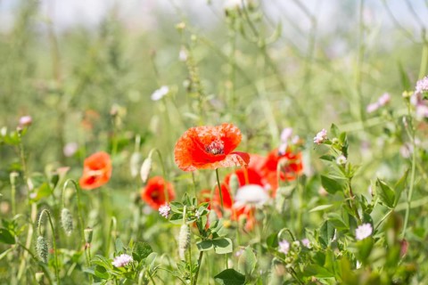 Poppy flowers (Papaver rhoeas), Freising, Upper Bavaria, Bavaria, Germany, Europe