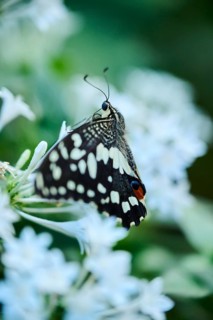 Lime butterfly (Papilio demoleus) sitting on a flower, Germany, Europe