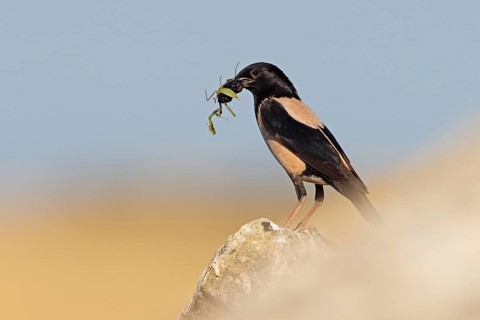 Roseate Starling (Pastor roseus), adult bird with mulberries and praying mantis (Mantis religiosa)